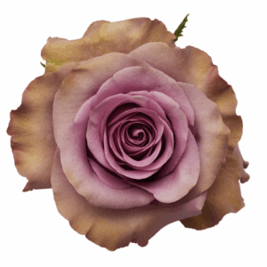 ROSE GOVINDA - 50 CM